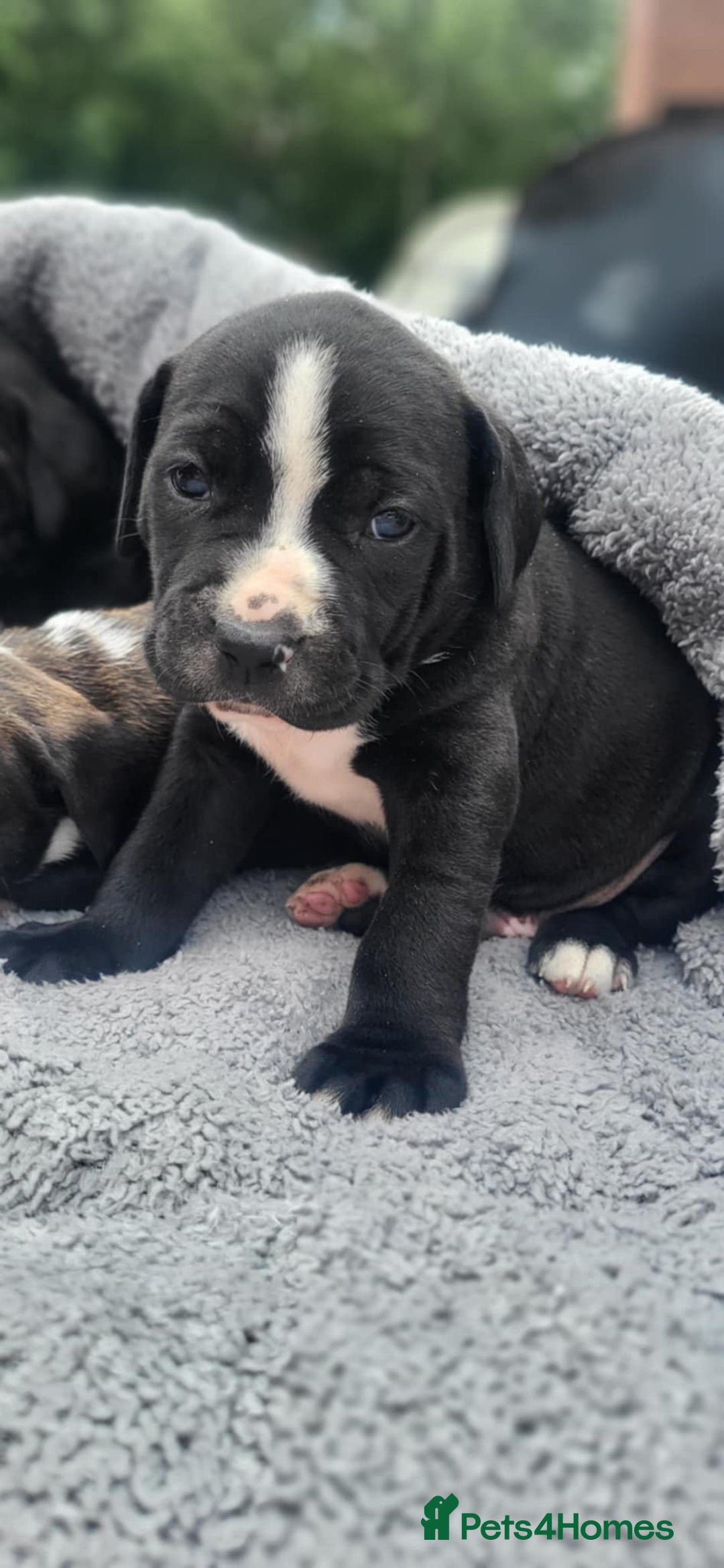 Mixed Breed dogs for sale: Ready to collect – Cane Corso puppies  - Image 34