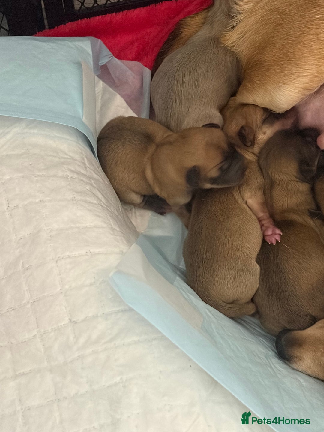 Chihuahua dogs for sale: Beautiful litter of chihuahua puppies - Advert 6
