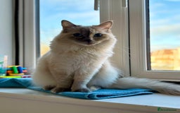 Ragdoll cats for sale: Beautiful ragdoll looking to rehome - Image 3