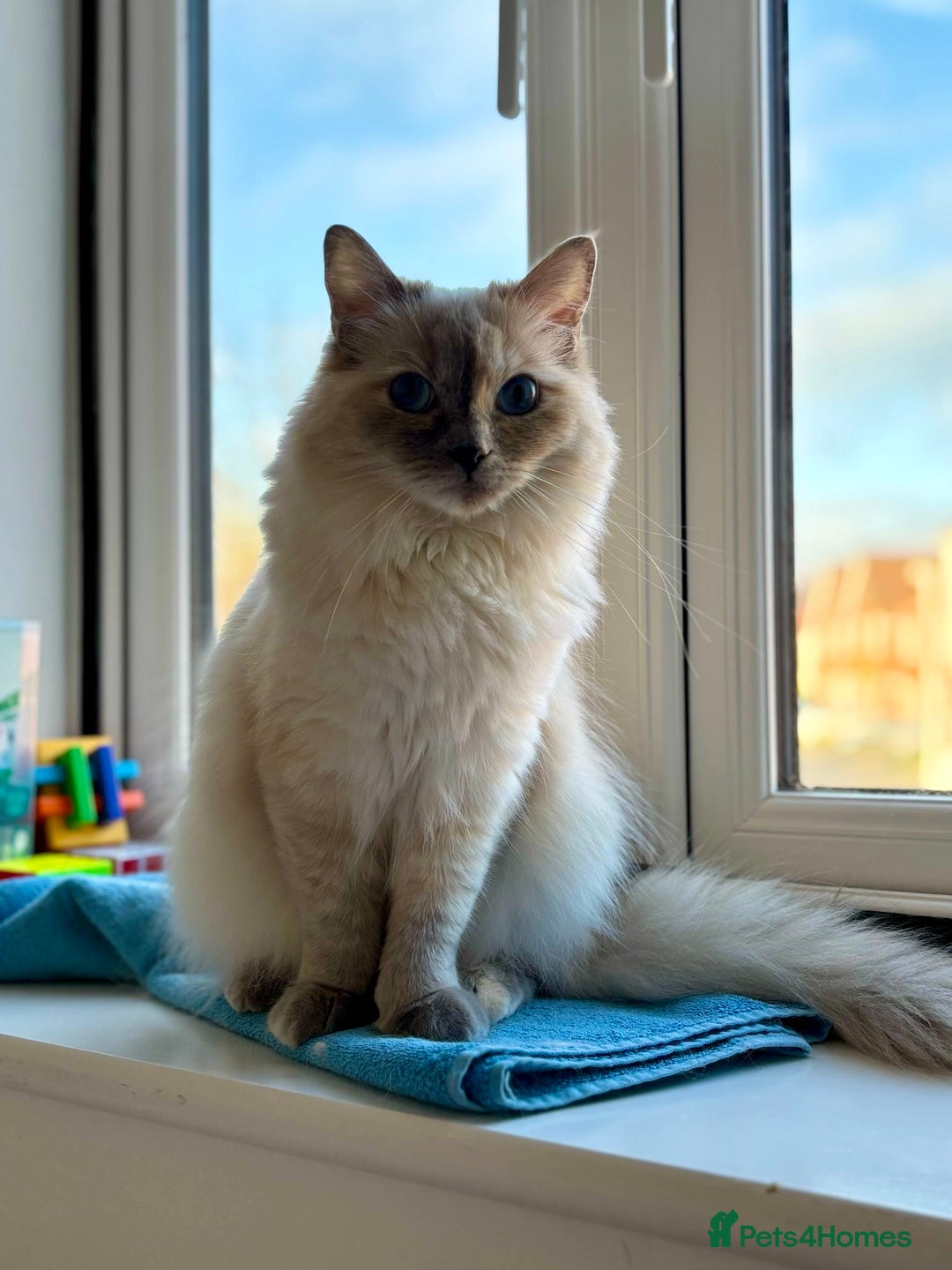Ragdoll cats for sale: Beautiful ragdoll looking to rehome - Image 3