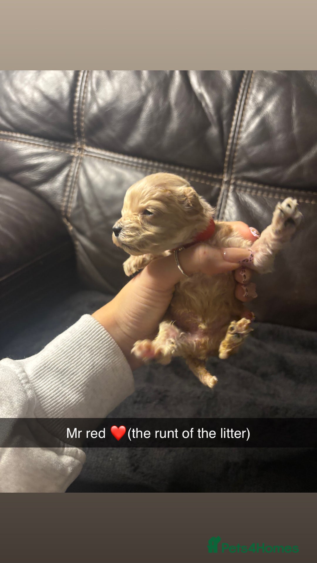 Cockapoo dogs for sale: 6 f2 cockapoo puppies for sale 🐶 - Advert 6