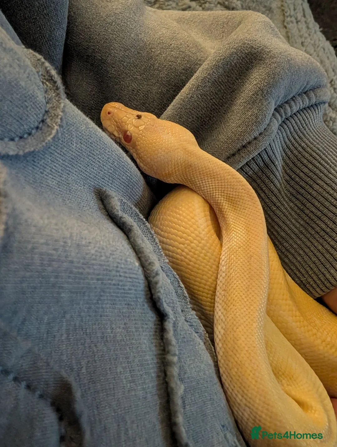 Python Snake reptiles for sale: Albino Pinstriped Royal Python  - Advert 4