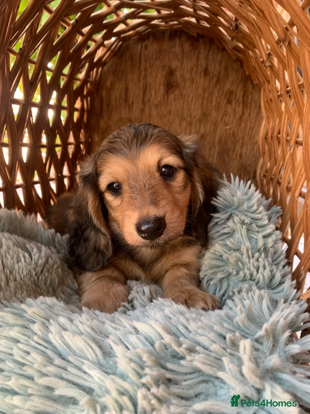 Dachshund dogs for sale: Ready now top quality KC Reg - Advert 1