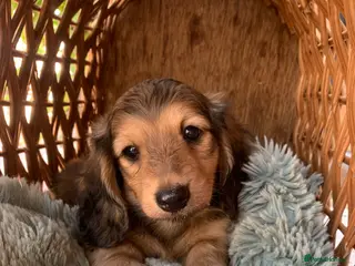 Dachshund dogs Ready now top quality KC Reg - Advert 5