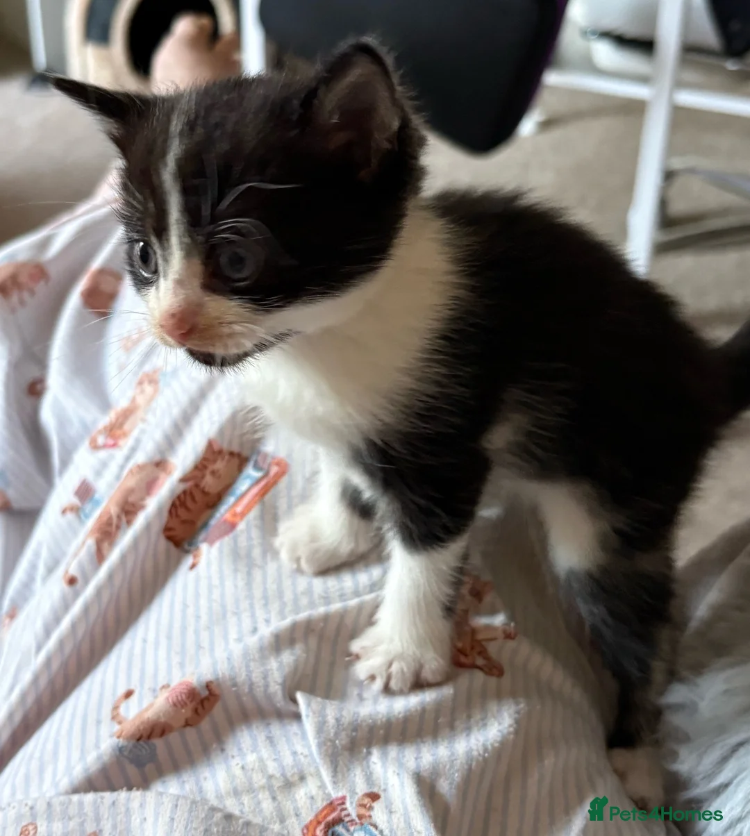 British Shorthair cats for sale: Beautiful British shorthair kittens for sale  - Advert 6