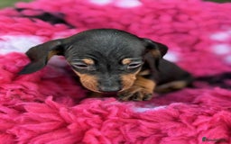 Miniature Dachshund dogs for sale: Miniature dachshunds  - Image 5