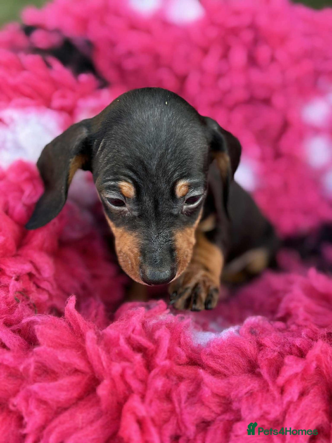 Miniature Dachshund dogs for sale: Miniature dachshunds  - Image 5