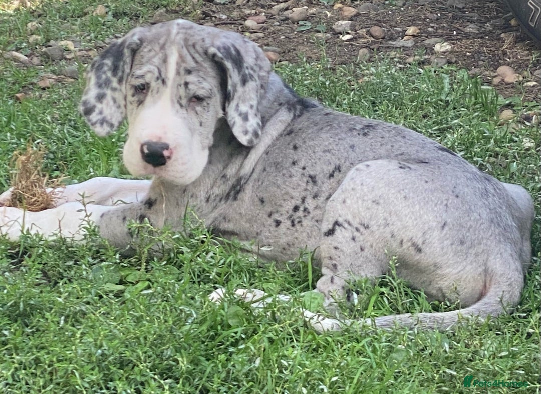 Great Dane dogs for sale: Damarkann Great Dane Puppies - Image 6