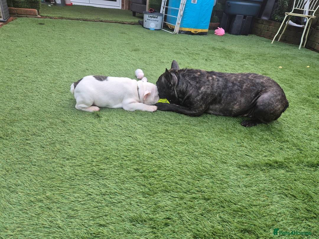 French Bulldog dogs for sale: Adorable French Bulldog puppies  - Advert 29