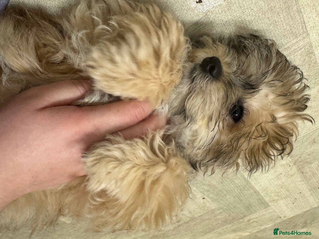 Yochon dogs for sale: Tilly  - Image 5