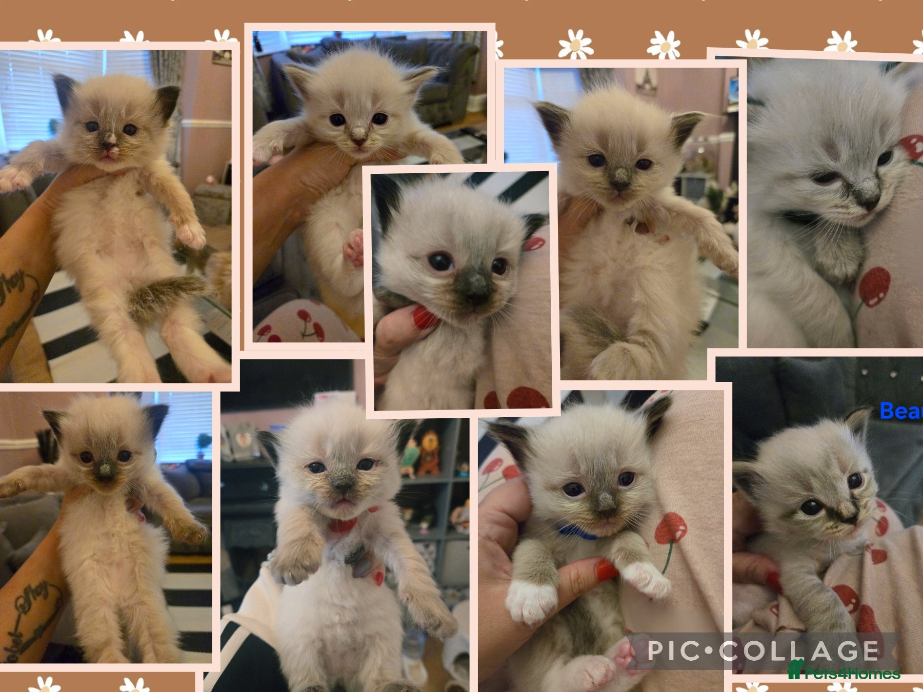 Ragdoll cats Cute litter of Purebred Blue-eyed Ragdoll kittens - Advert 1