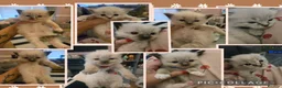 Ragdoll cats for sale: Cute litter of Purebred Blue-eyed Ragdoll kittens - Advert 1