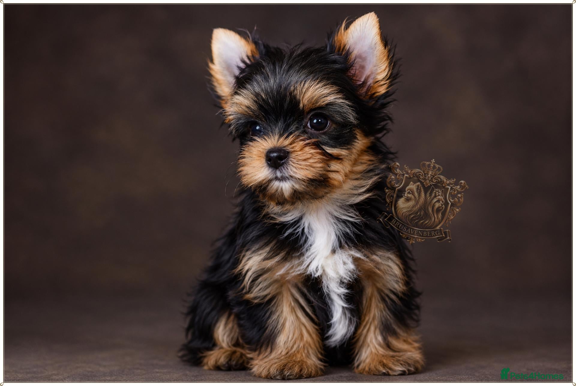 Yorkshire Terrier dogs DISTINGUISHED REAL CUDDLE LOVER 😍🥰😘 - Advert 12
