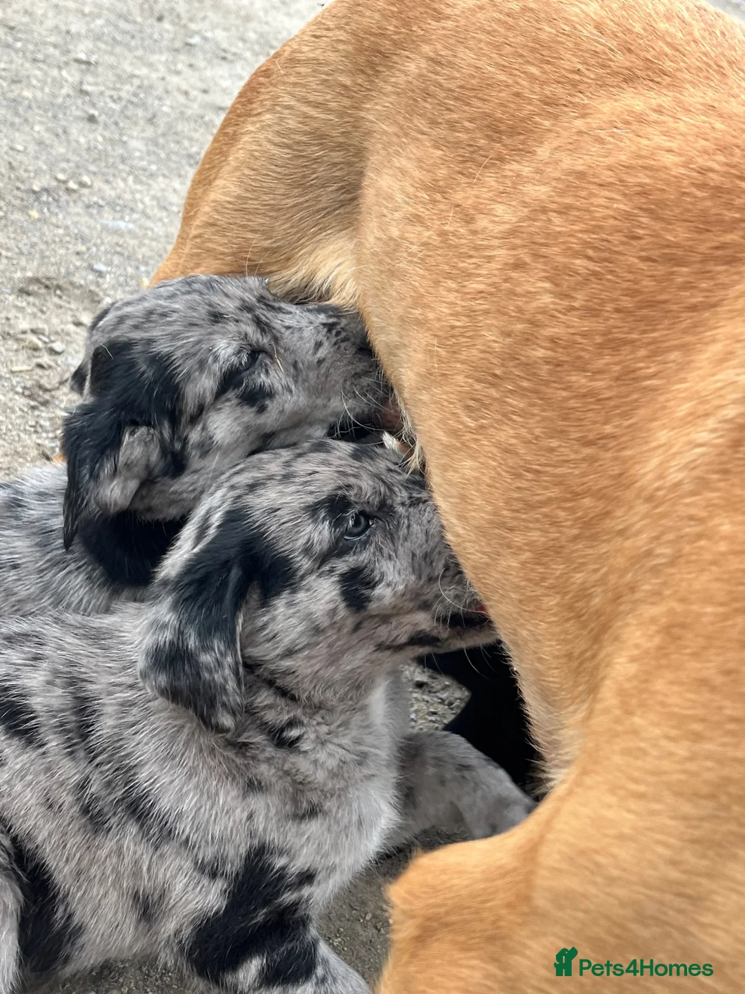 Borador dogs for sale: Beautiful Borador blue Merle / black pups - Advert 9