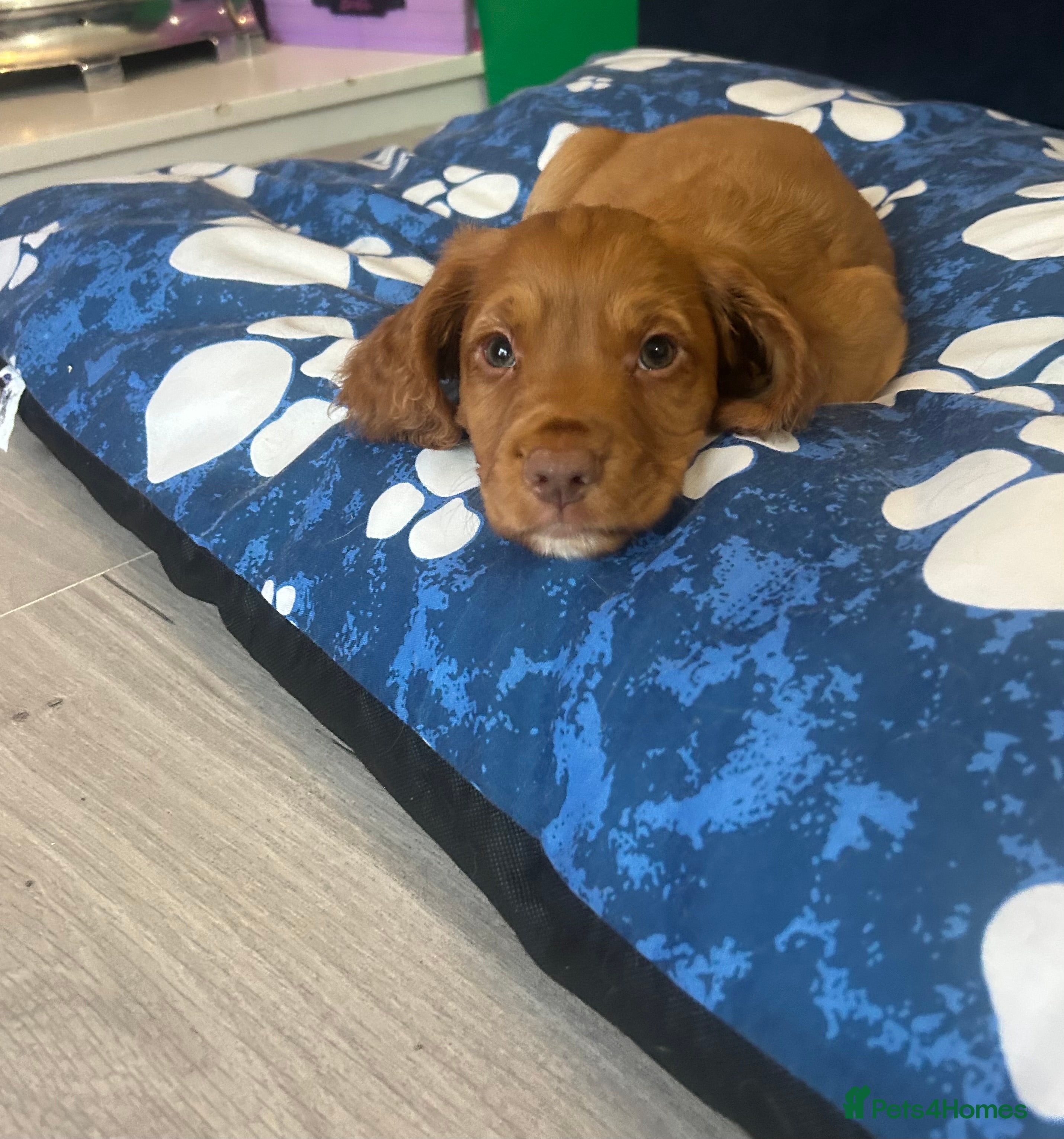 Cocker Spaniel dogs  Ready now !KC Working Cocker Spaniels  - Advert 12