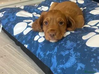 Cocker Spaniel dogs Ready now !KC Working Cocker Spaniels - Advert 12