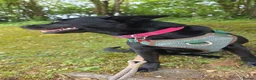 Mixed Breed dogs for sale: Kiwi  - Advert 2
