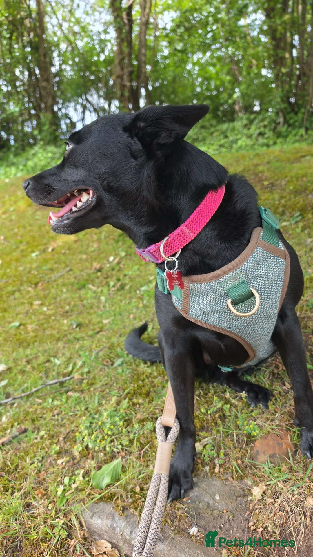 Mixed Breed dogs for sale: Kiwi  - Advert 2