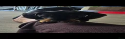 Miniature Dachshund dogs for sale: 3 BLACK AND TAN FEMALES  - Advert 6