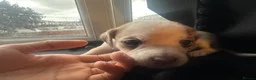 Mixed Breed dogs for sale: Mixed breed puppies in Rowley Regis - Advert 5