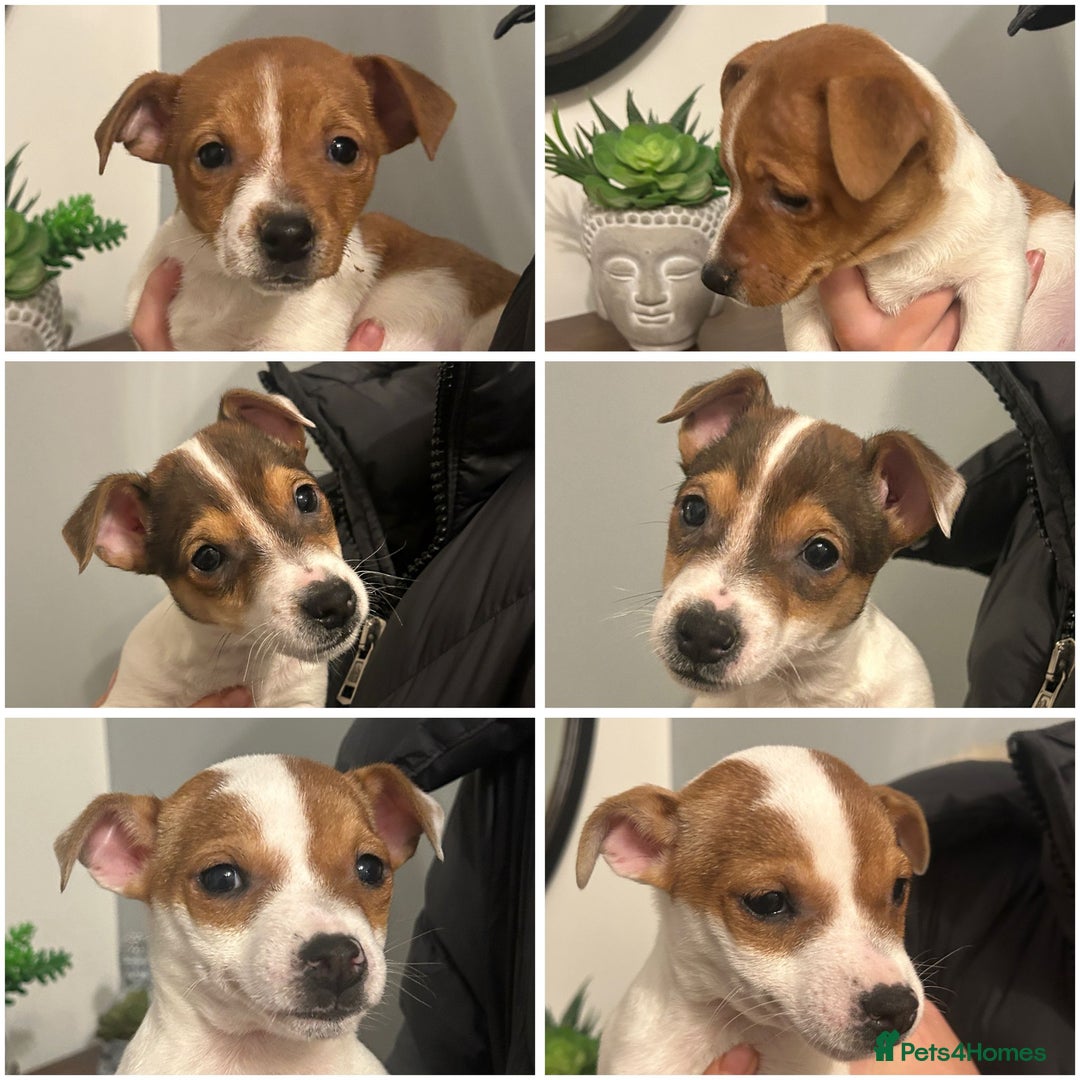 Jack Russell dogs for sale: Jack Russell puppies  - Image 9