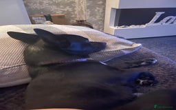 Chihuahua dogs for sale: Male Chihuahua Free to good home  - Image 4