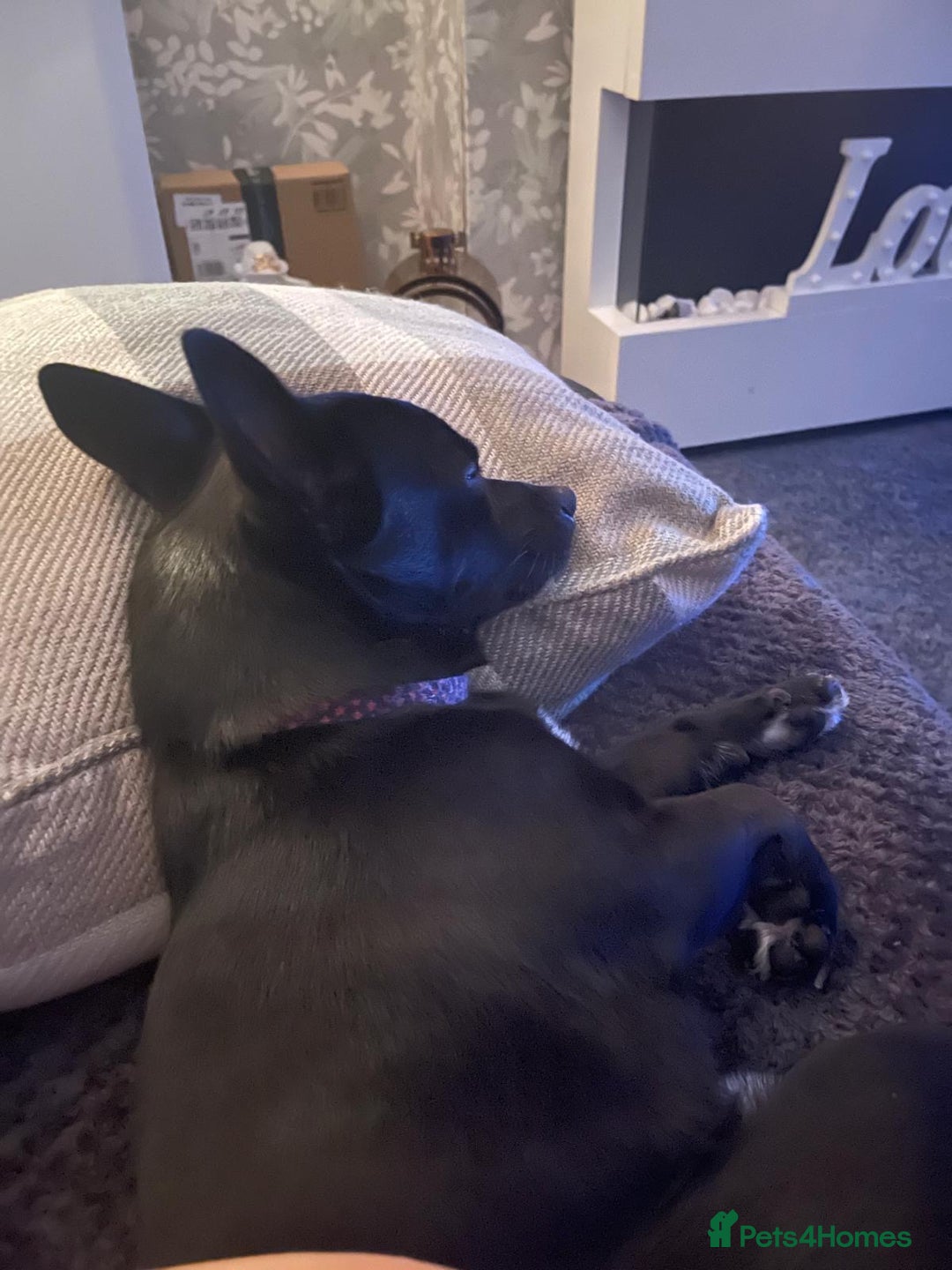 Chihuahua dogs for sale: Male Chihuahua Free to good home  - Image 4