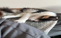 Mixed Breed cats for sale: 2 fluffy male kittens for sale  - Image 2