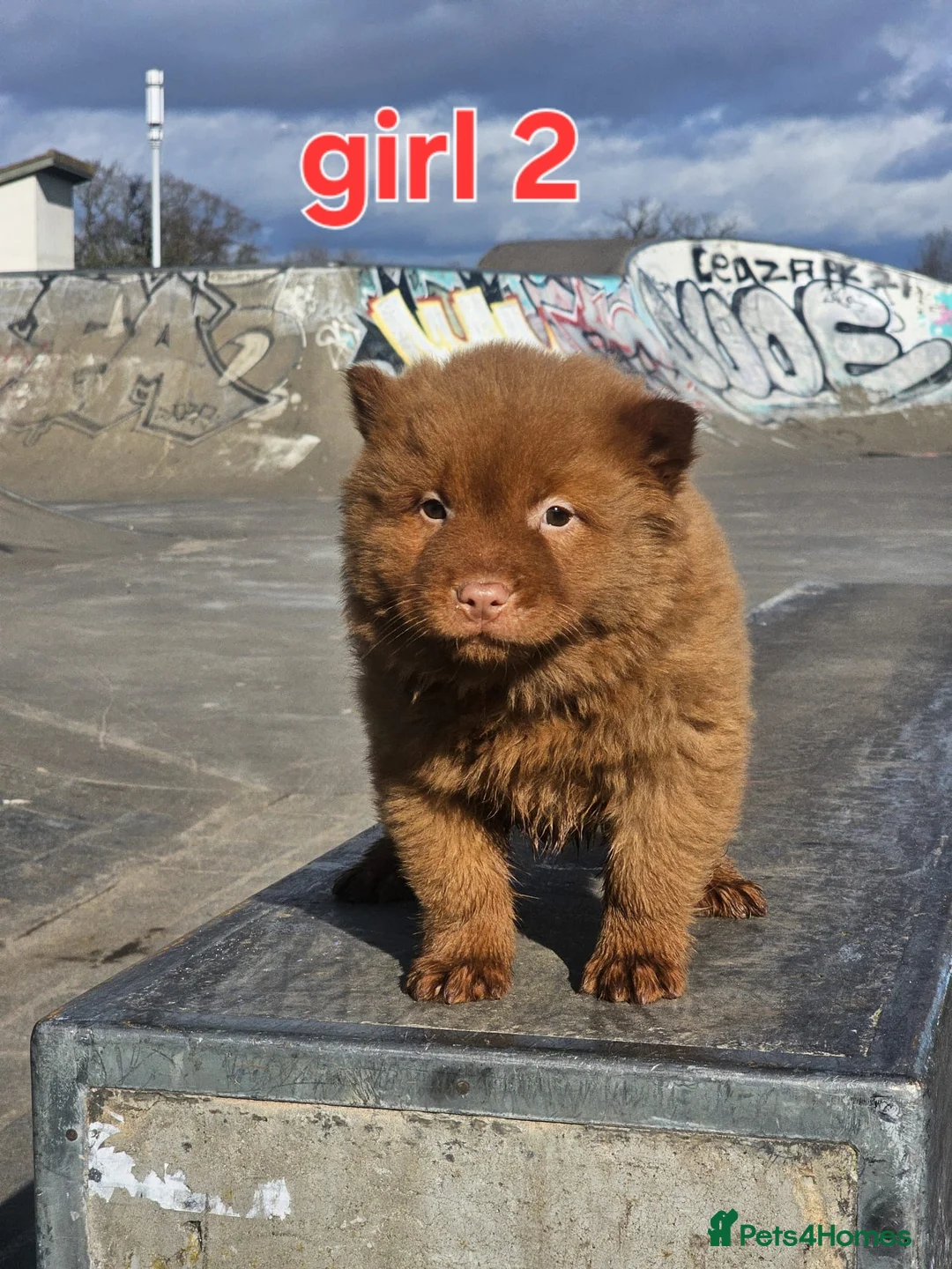 Chow Chow dogs for sale: Cantonese chow chow in Birmingham - Advert 12