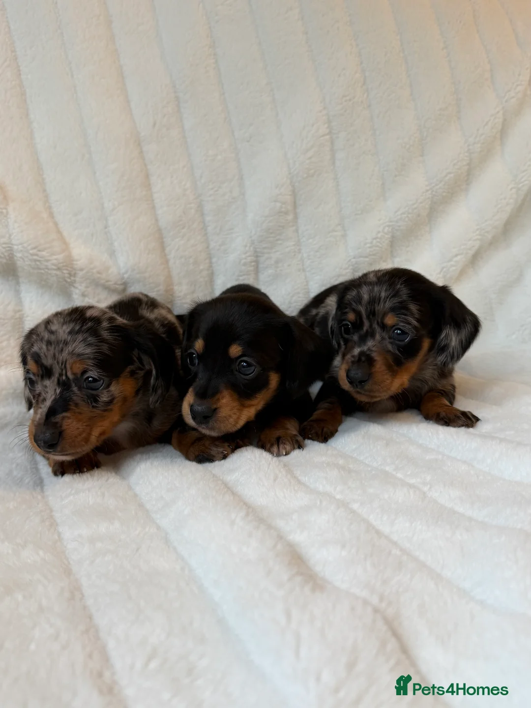 Miniature Dachshund dogs for sale: ⭐️MINATURE DACHSHUND PUPPIES⭐️ - Advert 2