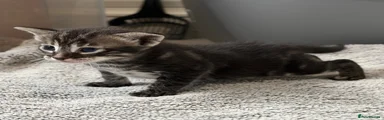 Mixed Breed Kitten 1