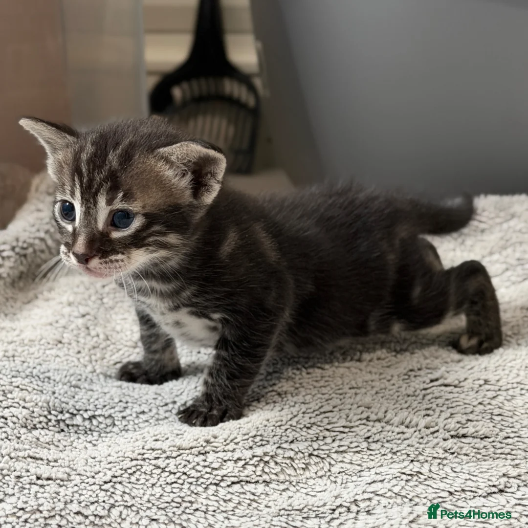 Mixed Breed cats for sale: 7 bengal x kittens  - Advert 2