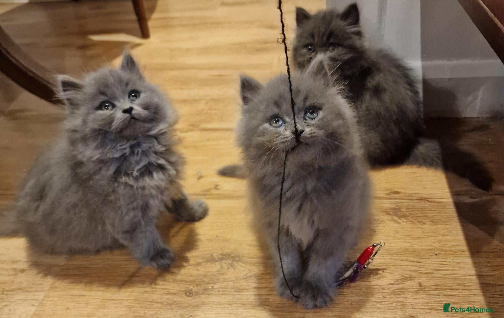 British Longhair cats Gorgeous British Blue longhair kittens - Advert 2