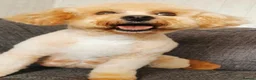 Poochon dogs for sale: Superb F1b Poochon Puppies  - Advert 9