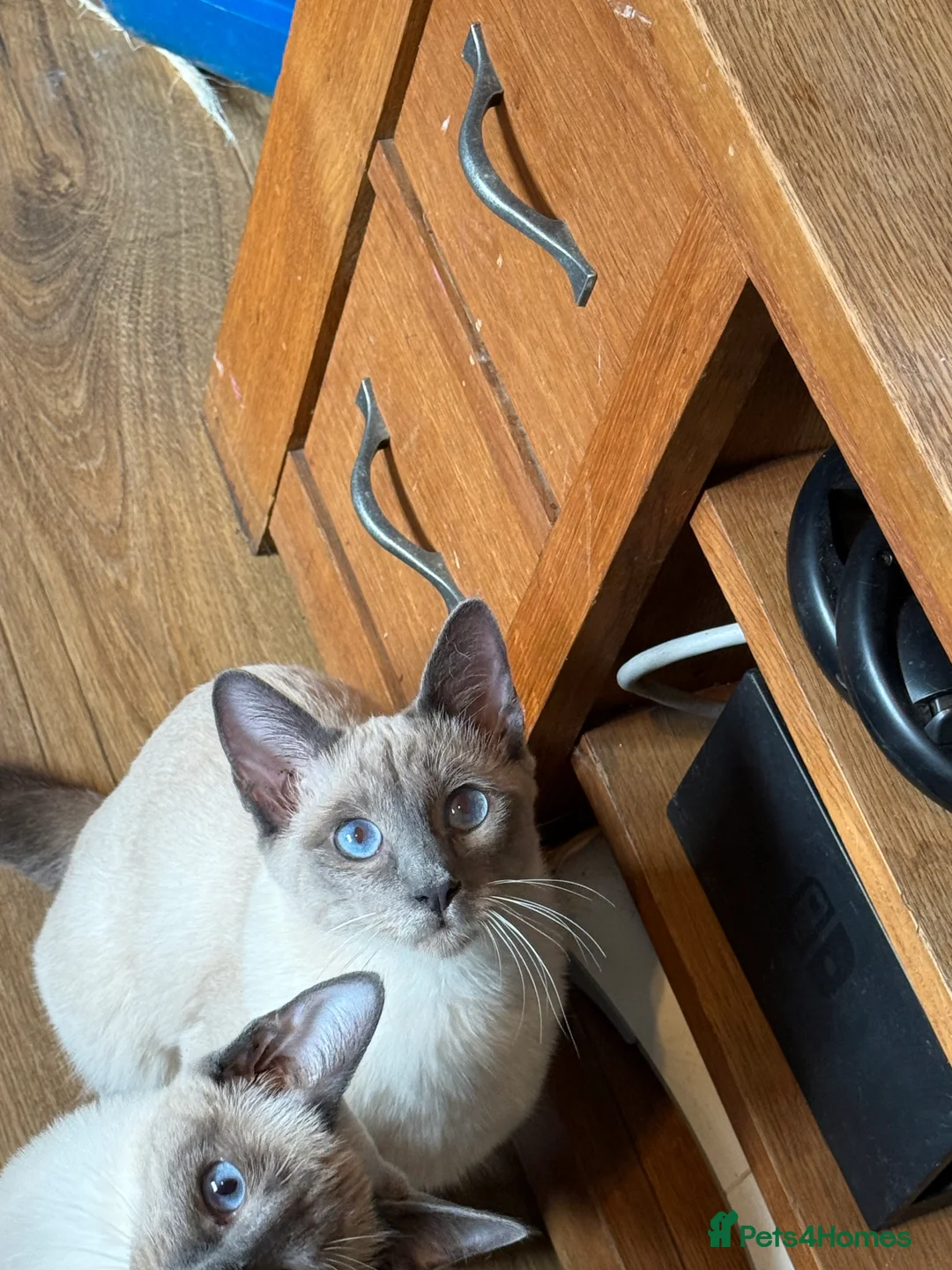 Siamese cats for sale: Siamese Kitten - Advert 1