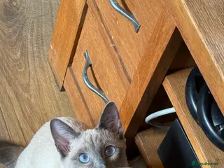 Siamese cats Siamese Kitten - Advert 1