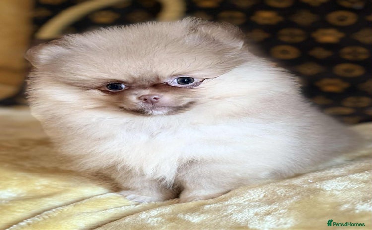 Pomeranian dogs - Advert 1