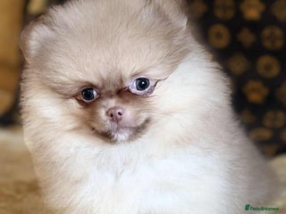 Pomeranian dogs - Advert 3