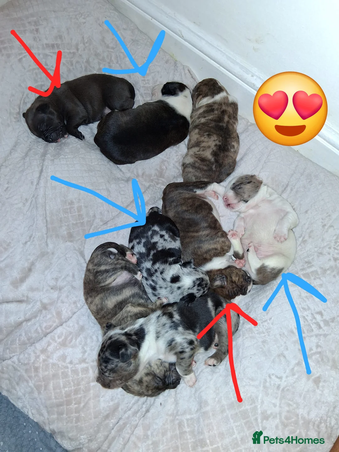 Mixed Breed dogs for sale: Beautiful American bully x staff pups.  - Advert 5