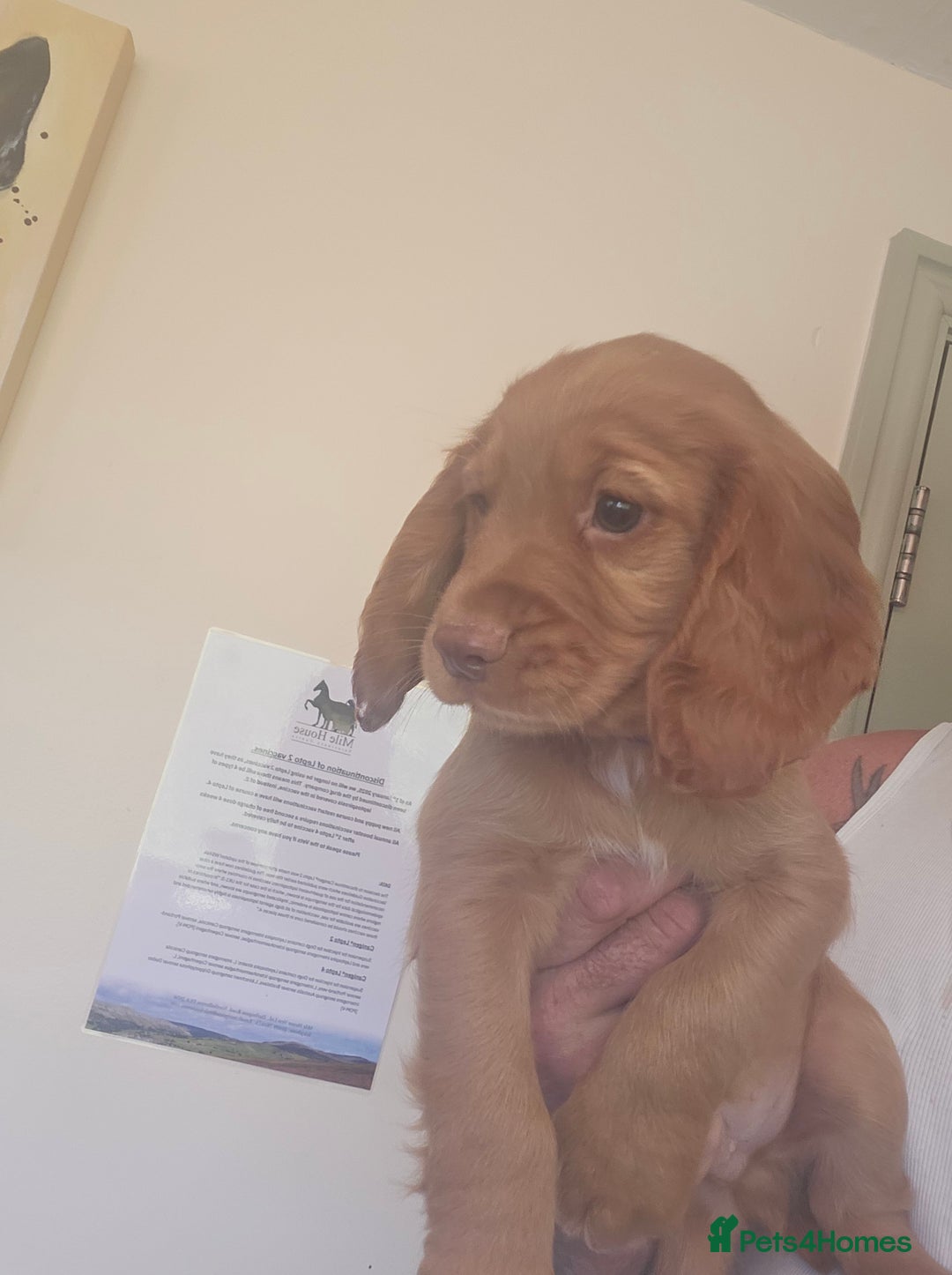 Cocker Spaniel dogs for sale: Health tested working cocker spaniels  - Image 11