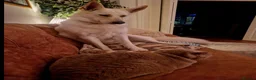 Mixed Breed dogs for adoption: ❤️🐶 ROXY – SOMETIMES GOOD DOGS JUST NEED in Northallerton - Advert 5