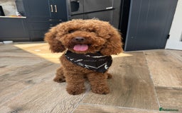 Cavapoo dogs for sale: Hana is 1 in London - Image 6