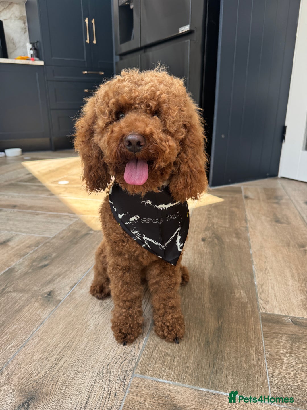 Cavapoo dogs for sale: Hana is 1 in London - Image 6