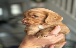 Cocker Spaniel dogs for sale: Cocker spaniel (working cocker spaniel)   - Image 18