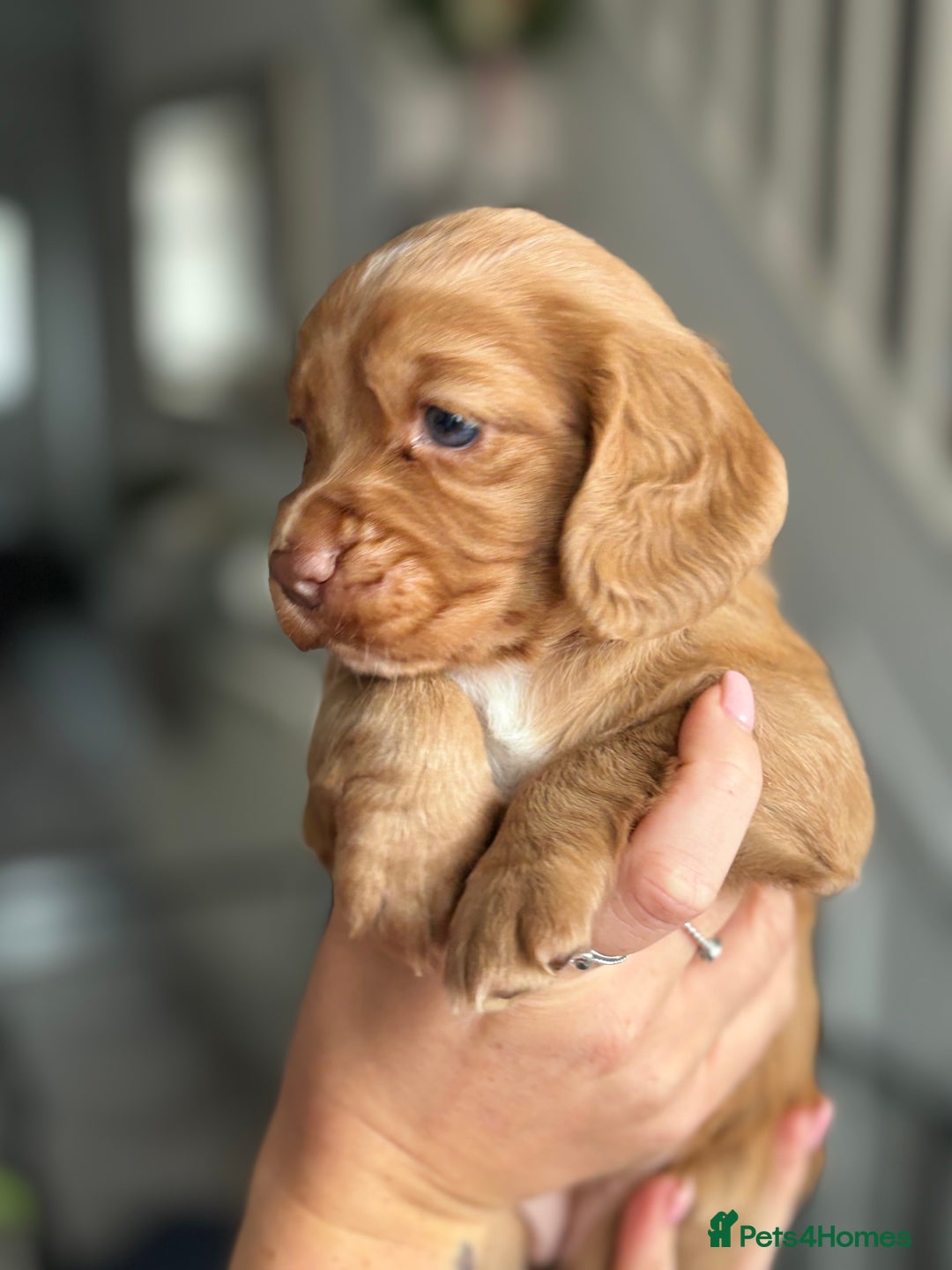 Cocker Spaniel dogs for sale: Cocker spaniel (working cocker spaniel)   - Image 18