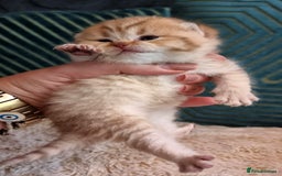 British Shorthair cats for sale: GOLDEN TABBY & COLOURPOINT BSH KITTENS - Image 3