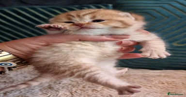 British Shorthair cats - Advert 5