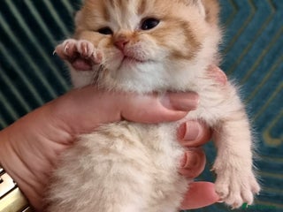 British Shorthair cats for sale - Advert 1