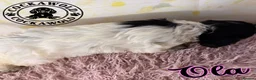 Cockapoo dogs for sale: 💖 EXCEPTIONAL F1 COCKAPOO PUPPIES 💖 - Advert 10