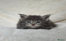Maine Coon cats for sale: KING-SIZE MAINE COON CUBS HEALTH TESTED - Image 5
